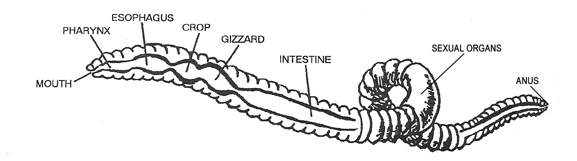 Anatomy Of Red Wiggler_edited-1 – NewSoil Vermiculture LLC