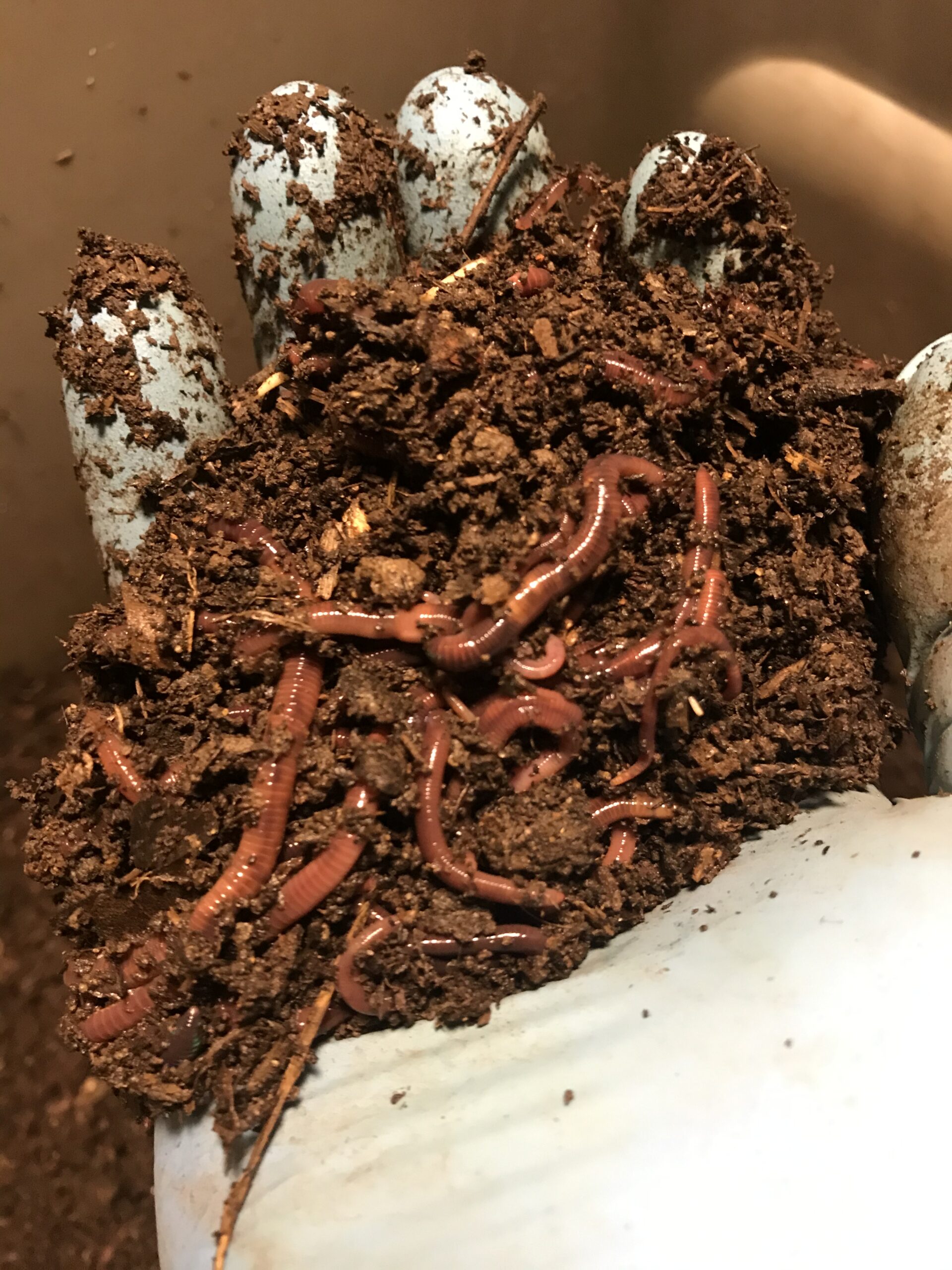 Red Wiggler Worms 1 lb. NewSoil Vermiculture LLC